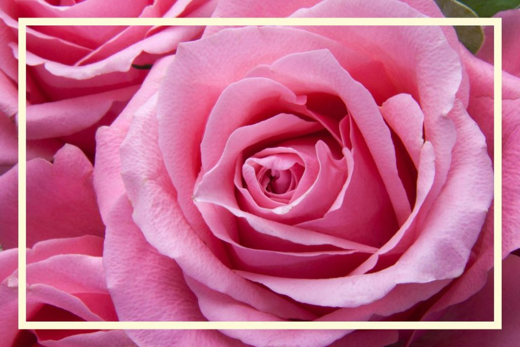 Kwiaty po angielsku Jak kupić bukiet na dzień mamy po angielsku Bez Róże Konwalie Tulipany Piwonie Bratki w języku angielskim Kiedy jest dzień matki