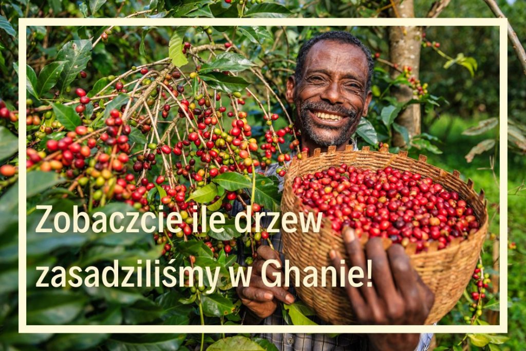 sadzenie drzew z fundacją deforestacja w Ghanie szkoła języków obcych online ekologia