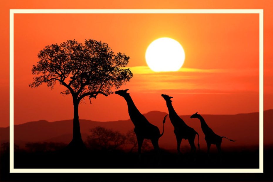 szkoła języków obcych online indywidualne kursy języka Joruba online