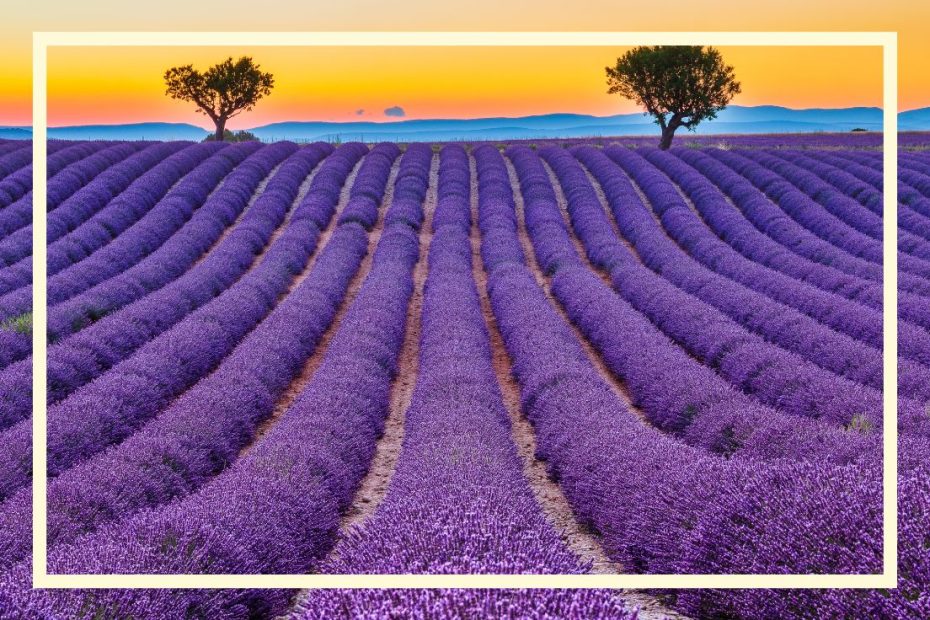 kursy języka francuskiego online szkoła języków obcych online